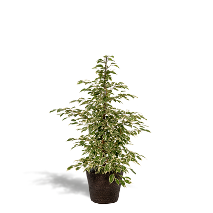 Kamerplant - Ficus benjamina Twilight - Pot Ø 21cm Hoogte ↕ 95cm