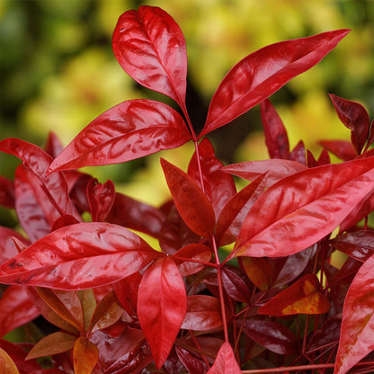 Buitenplant 2x Nandina Blush Pink - Groenblijvend - Pot Ø 17cm Hoogte ↕ 40cm