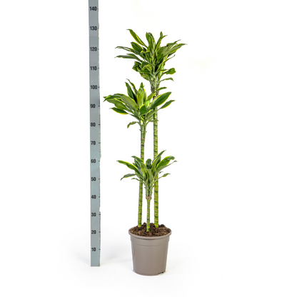 Kamerplant - Dracaena Fragrans Golden Coast - Luchtzuiverend - Pot Ø 24cm Hoogte ↕ 130-150cm
