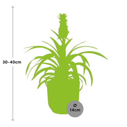 Kamerplant - Ananas Mi Amigo - Pot Ø 14cm