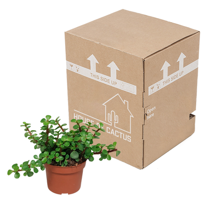 Kamerplant - Portulacaria afra - zonder pot