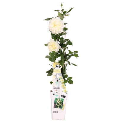 Buitenplant - Rosa Crazy in Love 'Vanilla' - Crème Roos - Bloeiend - Pot Ø 15cm Hoogte ↕ 65cm