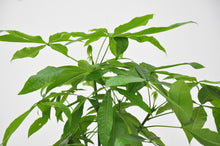 Pachira Aquatica - 120cm - ø24cm