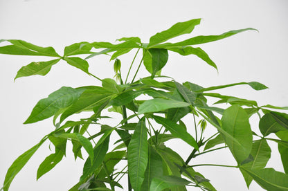 Pachira Aquatica - 120cm - ø24cm