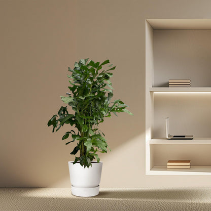XL kamerplant - Caryota Mitis - Pot Ø 24cm Hoogte ↕ 160cm
