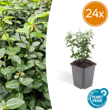 Buitenplant 24x Euonymus fortunei radicans - Winterhard - Pot Ø 9cm Hoogte ↕ 10-25cm