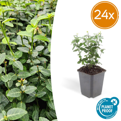 Buitenplant 24x Euonymus fortunei radicans - Winterhard - Pot Ø 9cm Hoogte ↕ 10-25cm