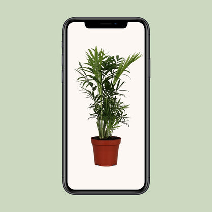Kamerplant - Chamaedorea Elegans - Pot Ø 12cm Hoogte ↕ 40cm