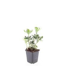 Buitenplant 48x Pachysandra terminalis 'Variegata' - Bladhoudend - Pot Ø 9cm Hoogte ↕ 10-25cm
