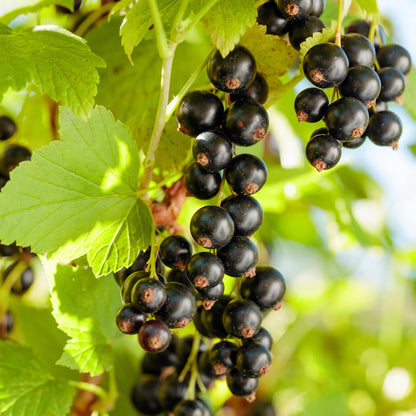 Buitenplant 2x Ribes nigrum 'Titania' - Zwarte bes - Pot Ø 11cm Hoogte ↕ 40cm