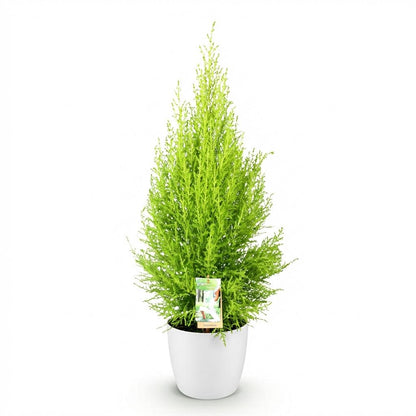 Kamerplant - Cupressus Gold Crest Wilma - Pot Ø 21cm Hoogte ↕ 85-95cm