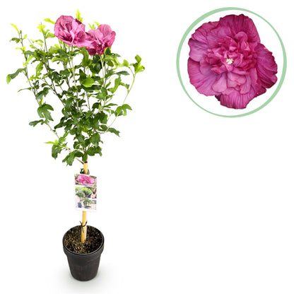 Buitenplant - Hibiscus syriacus Magenta Chiffon® - Bloeiend - Winterhard - Pot Ø 19cm Hoogte ↕ 90cm