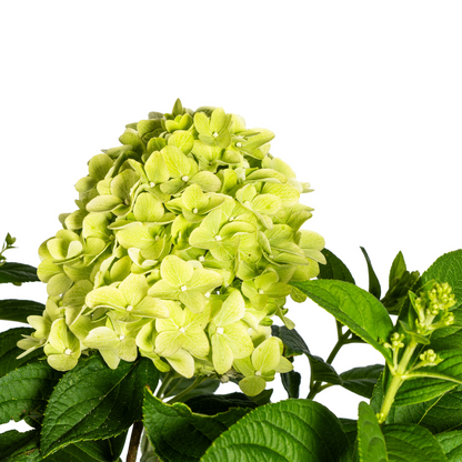 Buitenplant - Hydrangea Paniculata Limelight - Bloeiend - Pot Ø 19cm Hoogte ↕ 40-60cm