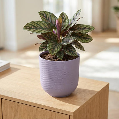 Sierpot - Jazz Round Lavender Lilac - Ø 23cm