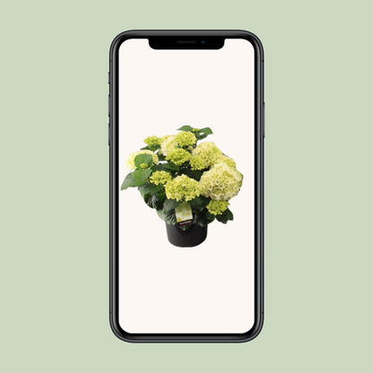 Buitenplant - Hortensia Wit - Bloeiend - Pot Ø 23cm Hoogte ↕ 40cm