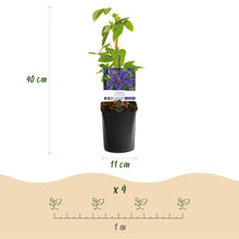 Buitenplant 2x Clematis Mrs. N. Thompson - Bloeiend - Pot Ø 11cm Hoogte ↕ 40cm