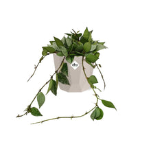 Kamerplant - Hoya Krohniana Eskimo - Pot Ø 14cm