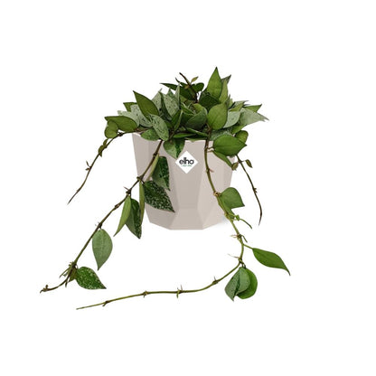 Kamerplant - Hoya Krohniana Eskimo - Pot Ø 14cm