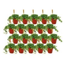 Kamerplant 20x Pilea Depressa - Pot Ø 5,5cm Hoogte ↕ 10cm