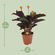 Kamerplant - Calathea Crocata - Bloeiend - Pot Ø 14cm Hoogte ↕ 40cm