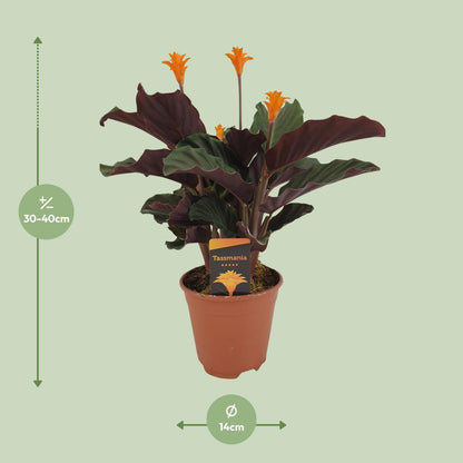 Kamerplant - Calathea Crocata - Bloeiend - Pot Ø 14cm Hoogte ↕ 40cm