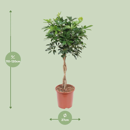 XL kamerplant - Schefflera Arboricola Compacta - Pot Ø 27cm Hoogte ↕ 120cm