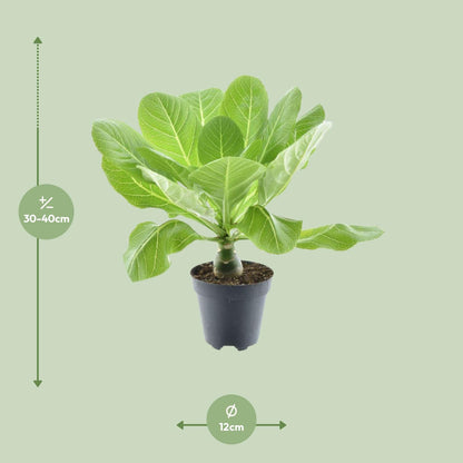 Kamerplant - Brighamia Insignis 'Hawaii Palm' - Pot Ø 12cm Hoogte ↕ 37cm