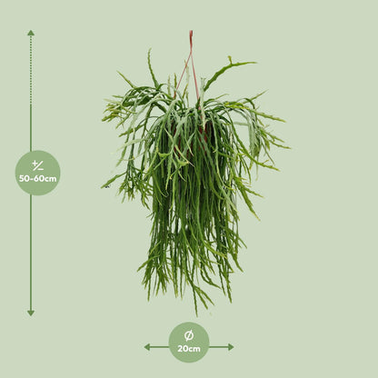 Kamerplant - Lepismium Asuntapatense - Hangplant - Pot Ø 20cm Hoogte ↕ 60cm