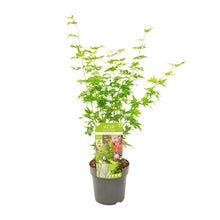 Buitenplant - Acer palmatum 'Going Green' - Pot Ø 19cm Hoogte ↕ 50cm