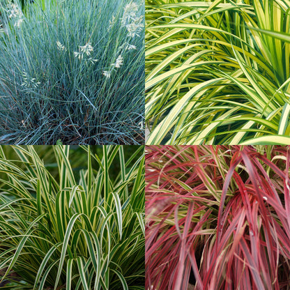 Buitenplant 4x Siergrassen Mix - Bladhoudend - Pot Ø 17cm Hoogte ↕ 50cm
