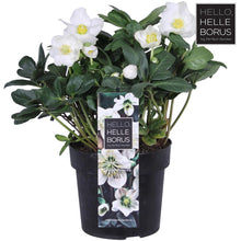 Buitenplant - Helleborus Niger 'Christmas Carol' XL - Pot Ø 17cm Hoogte ↕ 30cm
