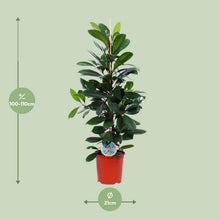XL kamerplant - Ficus Cyathistipula - Pot Ø 21cm Hoogte ↕ 105cm