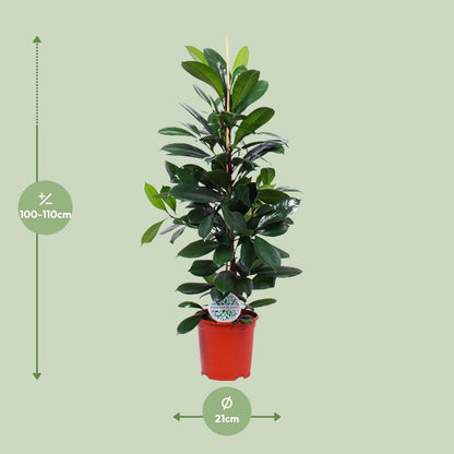 XL kamerplant - Ficus Cyathistipula - Pot Ø 21cm Hoogte ↕ 105cm