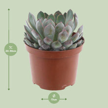 Kamerplant - Echeveria Pelisuda - Pot Ø 17cm Hoogte ↕ 30cm