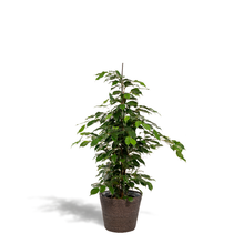 Kamerplant - Ficus benjamina Danielle - Inclusief mand - Pot Ø 21cm Hoogte ↕ 95cm