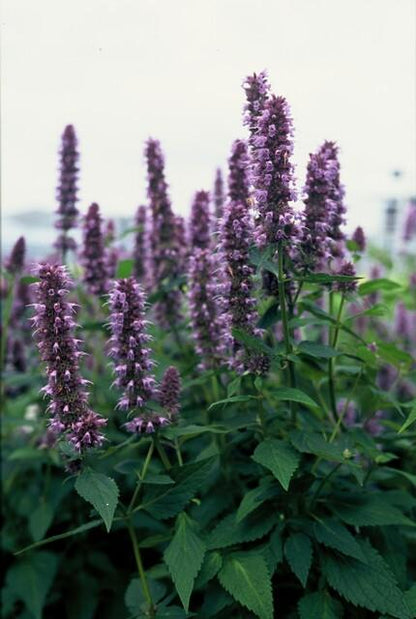 Buitenplant 12x Agastache 'Blue Fortune' - Bloeiend - Pot Ø 9cm Hoogte ↕ 10-25cm