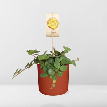 Kamerplant - Peperomia 'Hope' - Inclusief sierpot - Pot Ø 14cm