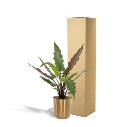 Kamerplant - Alocasia Lauterbachiana - Inclusief sierpot - Pot Ø 19cm Hoogte ↕ 80cm