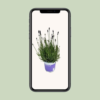 Buitenplant - Lavendel Lavandula Hidcote Blue - Pot Ø 12cm Hoogte ↕ 20cm