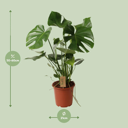 Kamerplant - Monstera Deliciosa - Hoogte ↕ 32-180cm