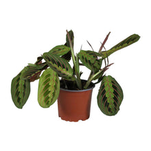 Kamerplant - Maranta Leuconeura Fascinator - Pot Ø 12cm Hoogte ↕ 30cm