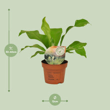 Kamerplant - Asplenium nidus - Pot Ø 12cm Hoogte ↕ 35cm