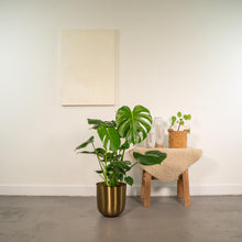 Kamerplant - Monstera Deliciosa - Pot Ø 21cm Hoogte ↕ 80cm