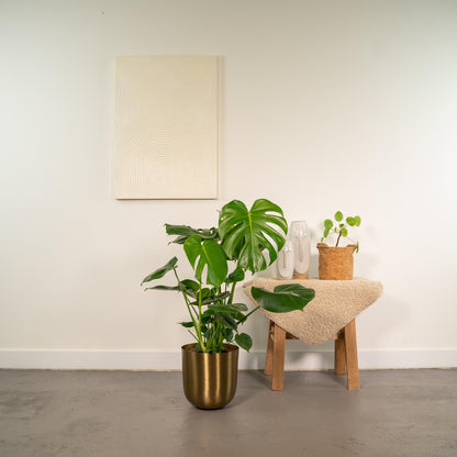 Kamerplant - Monstera Deliciosa - Pot Ø 21cm Hoogte ↕ 80cm