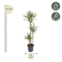 Kamerplant - Dracaena White Stripe - Pot Ø 24cm Hoogte ↕ 150cm
