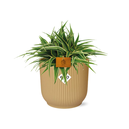 Kamerplant - Chlorophytum Ocean - Pot Ø 16cm Hoogte ↕ 15cm
