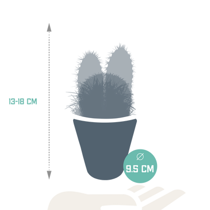 Kamerplant 3x Cactus mix - Inclusief witte sierpot - Pot Ø 8.5cm