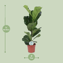 Kamerplant - Ficus Lyrata - Pot Ø 17cm Hoogte ↕ 60cm