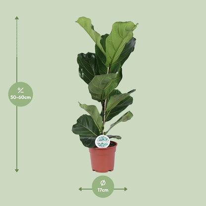 Kamerplant - Ficus Lyrata - Pot Ø 17cm Hoogte ↕ 60cm