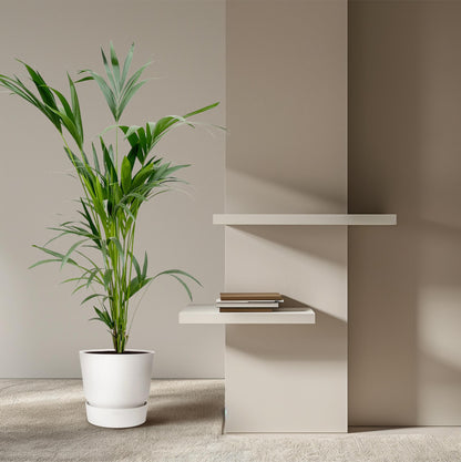 Kamerplant - Kentia Palm - Pot Ø 24cm Hoogte ↕ 160cm